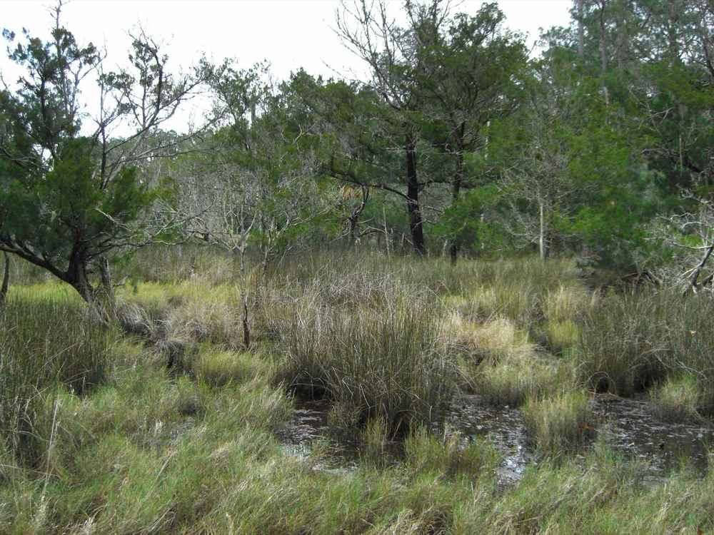 Foundation Repair In Georgetown, Ga 1 Coastal georgia salt marsh