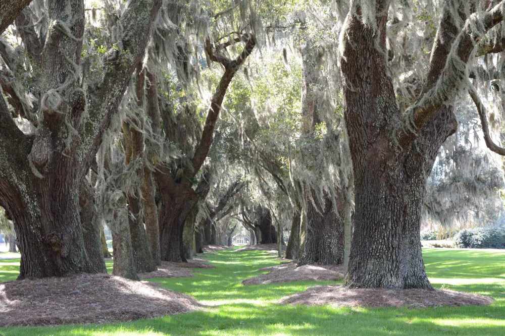 Foundation Repair In Windsor Forest, Ga 1 Live oak avenue draped in spanish moss in coastal georgia
