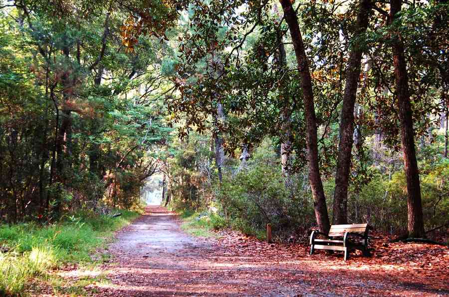 Foundation Repair In Rincon, Ga 1 Maritime forest trail at skidaway island near savannah, ga